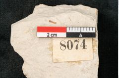 Foto (Detailansicht) von Glyptostrobus europaeus Brongniarti (NHMW-GEO-2024-0188-8074)